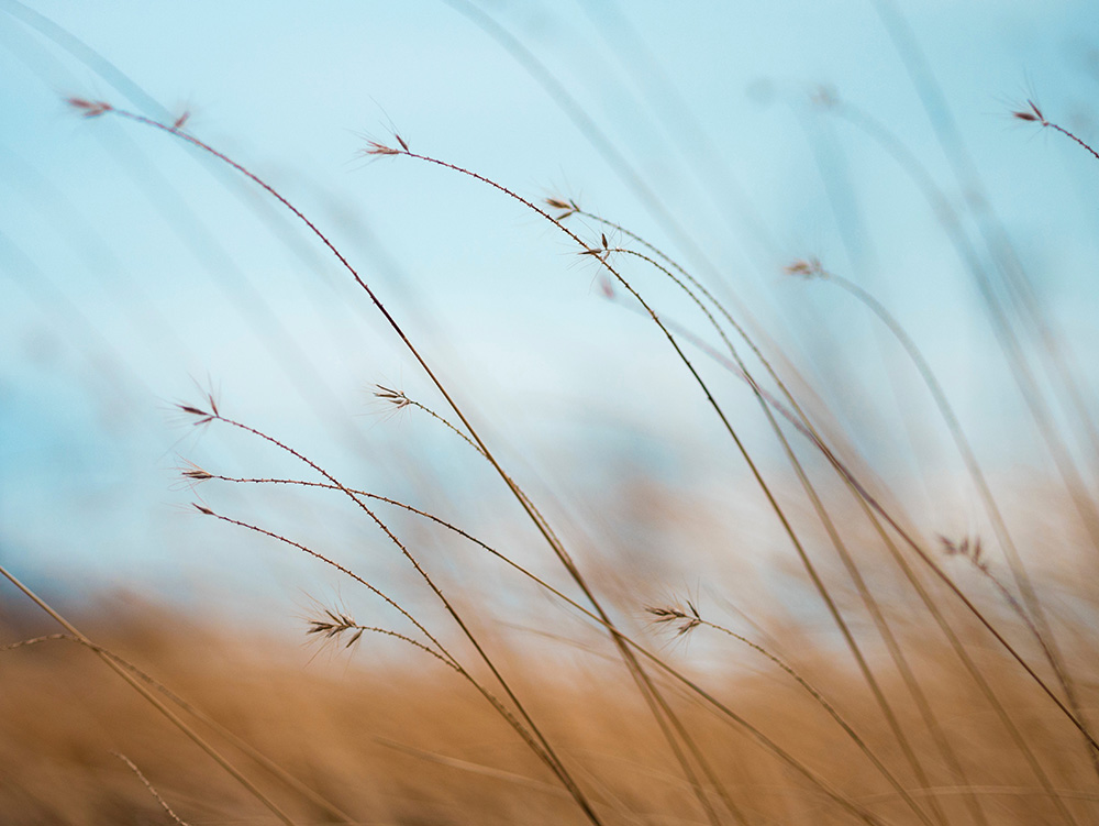 Grasses against an out of focus blue sky